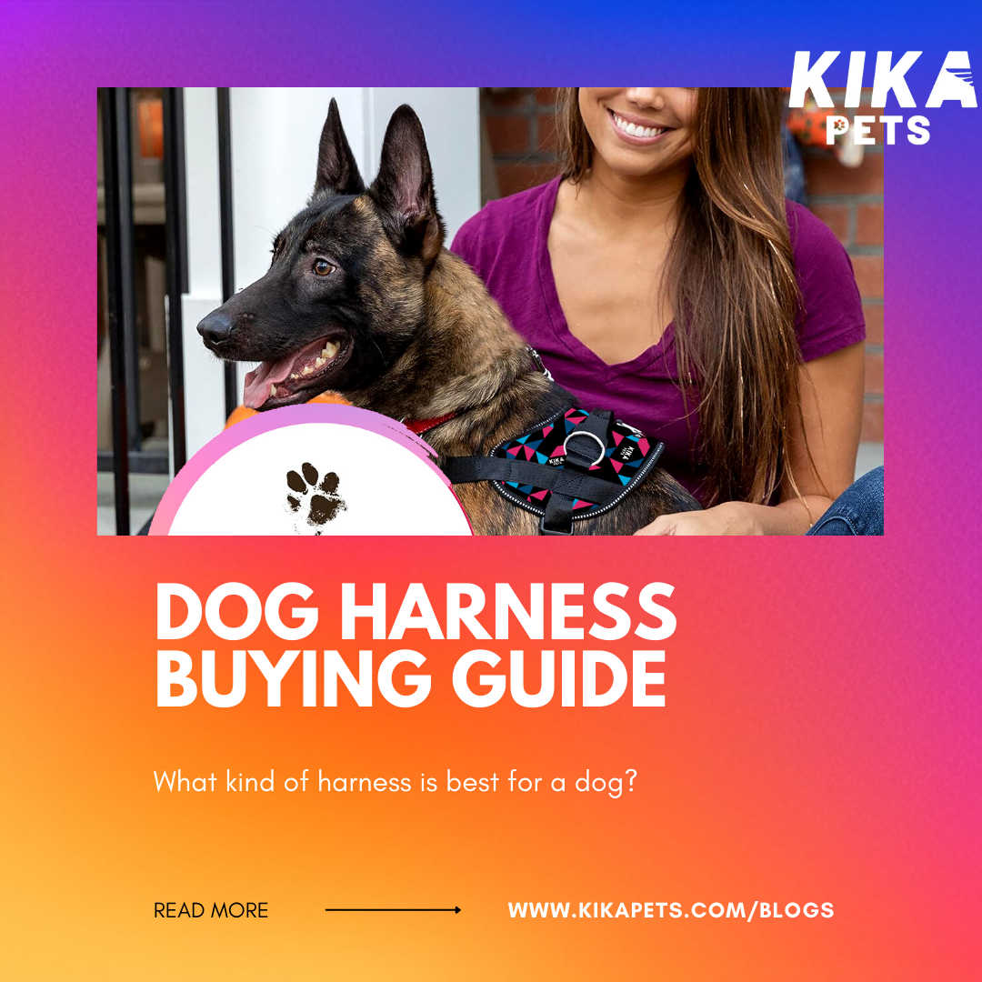 What kind of harness is best for a dog?